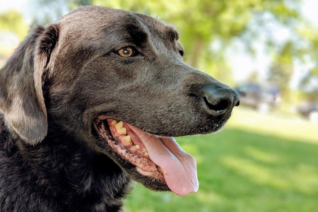 Dope Dog: Why Do Dogs Pant?