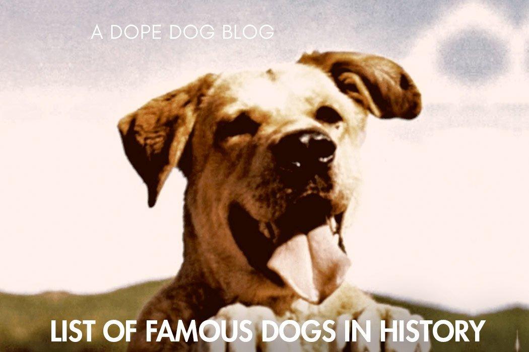 List of Famous Dogs in History - Dope Dog