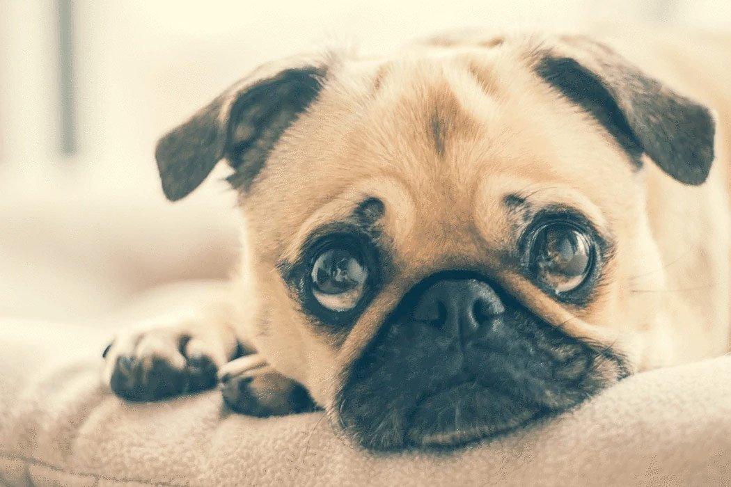 Dog laying on fluffy pillow