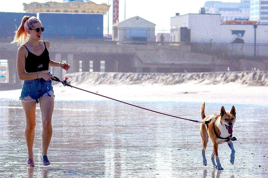 12 Amazing Dog-Friendly Places in LA You May Not Know About - Dope Dog