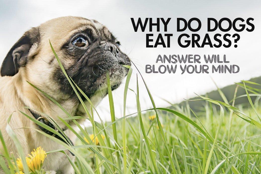 Dog Eating Grass? Learn Why Dogs Eat Grass - Dope Dog