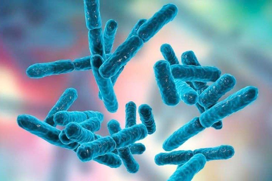 Dog Probiotics 101: The Ultimate Guide - Dope Dog
