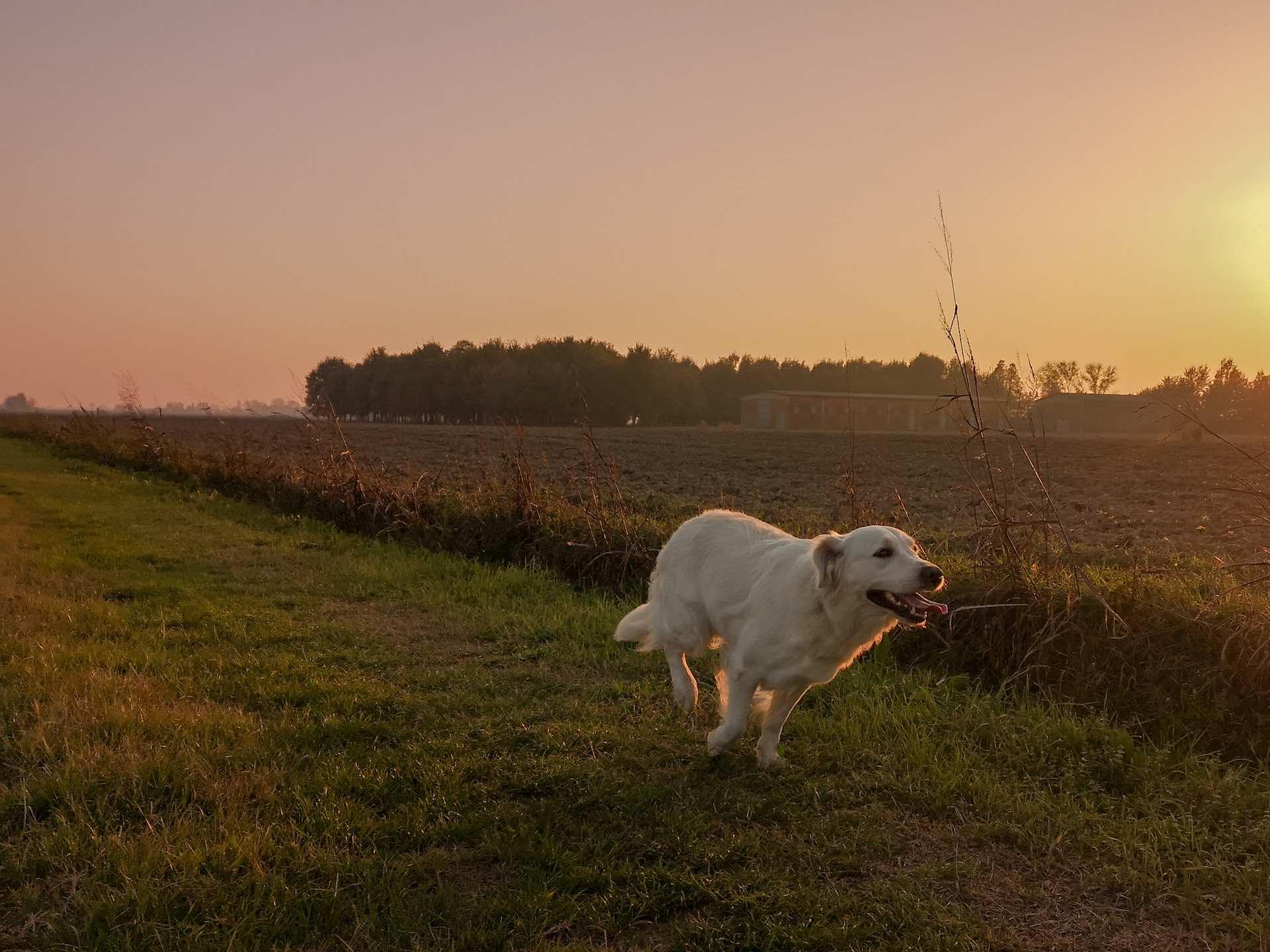 Protecting Your Canine Companion: A Comprehensive Guide to Lyme Disease in Dogs - Dope Dog