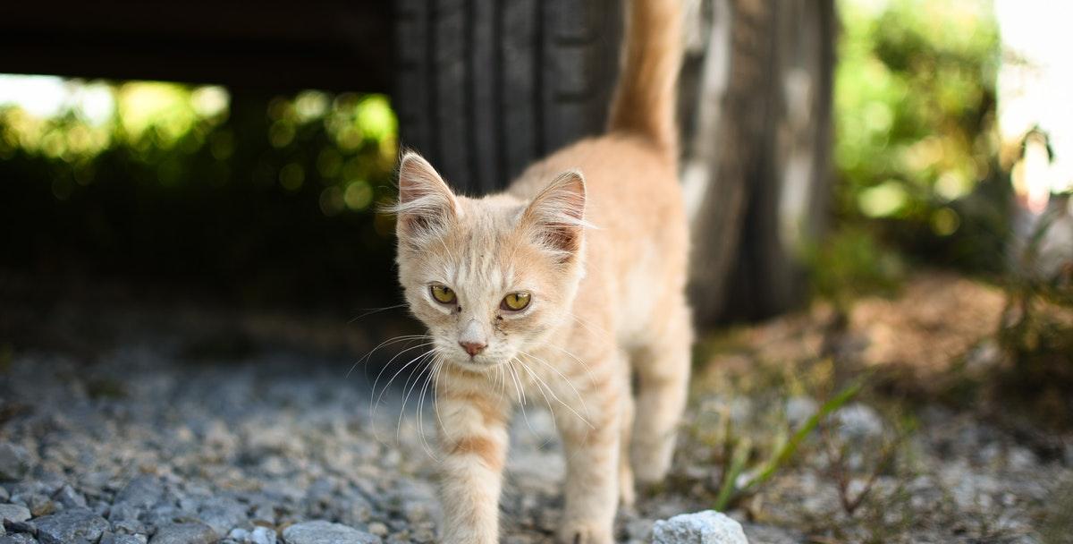 orange cat exploring under a car