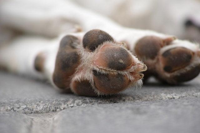 Maintaining Optimal Paw Health for Your Dog - Dope Dog