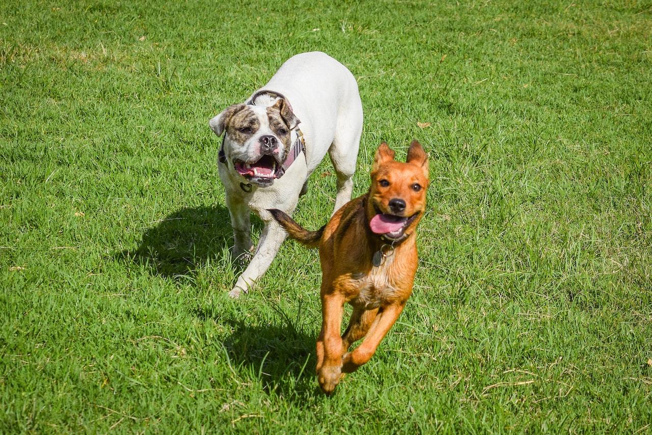 line up of dogs