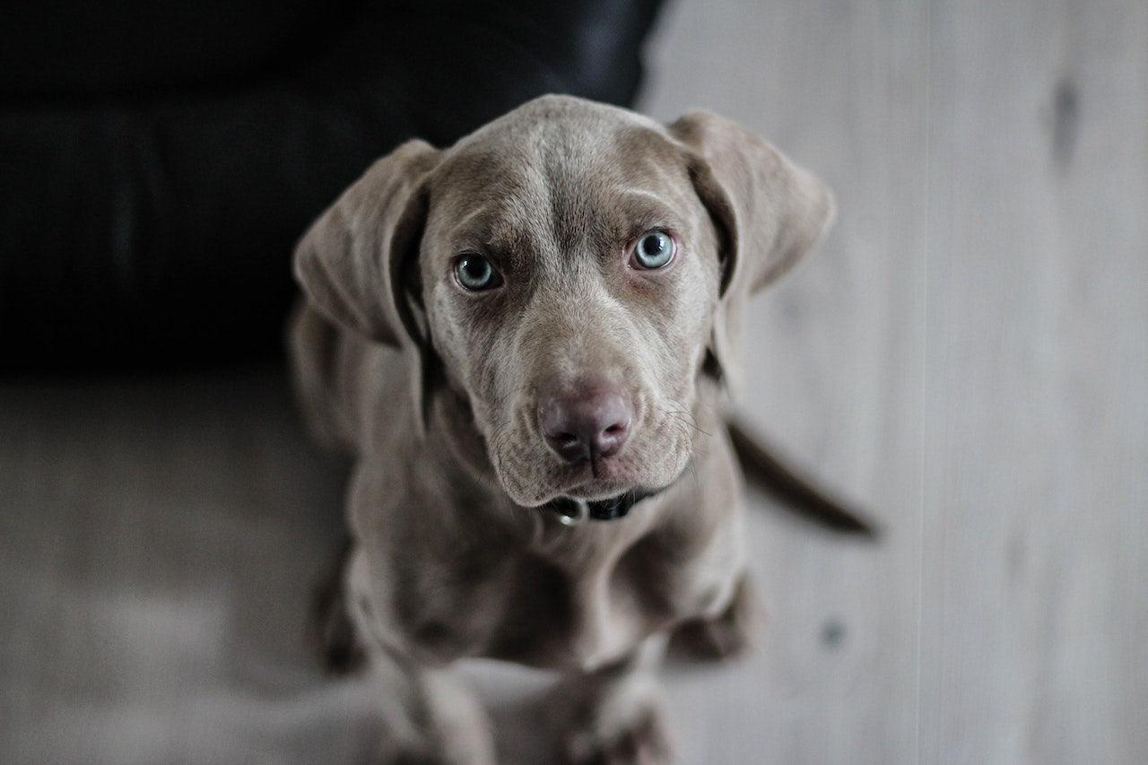 Say Goodbye to Butt Scooting: Tips and Tricks for a Happier Pet - Dope Dog