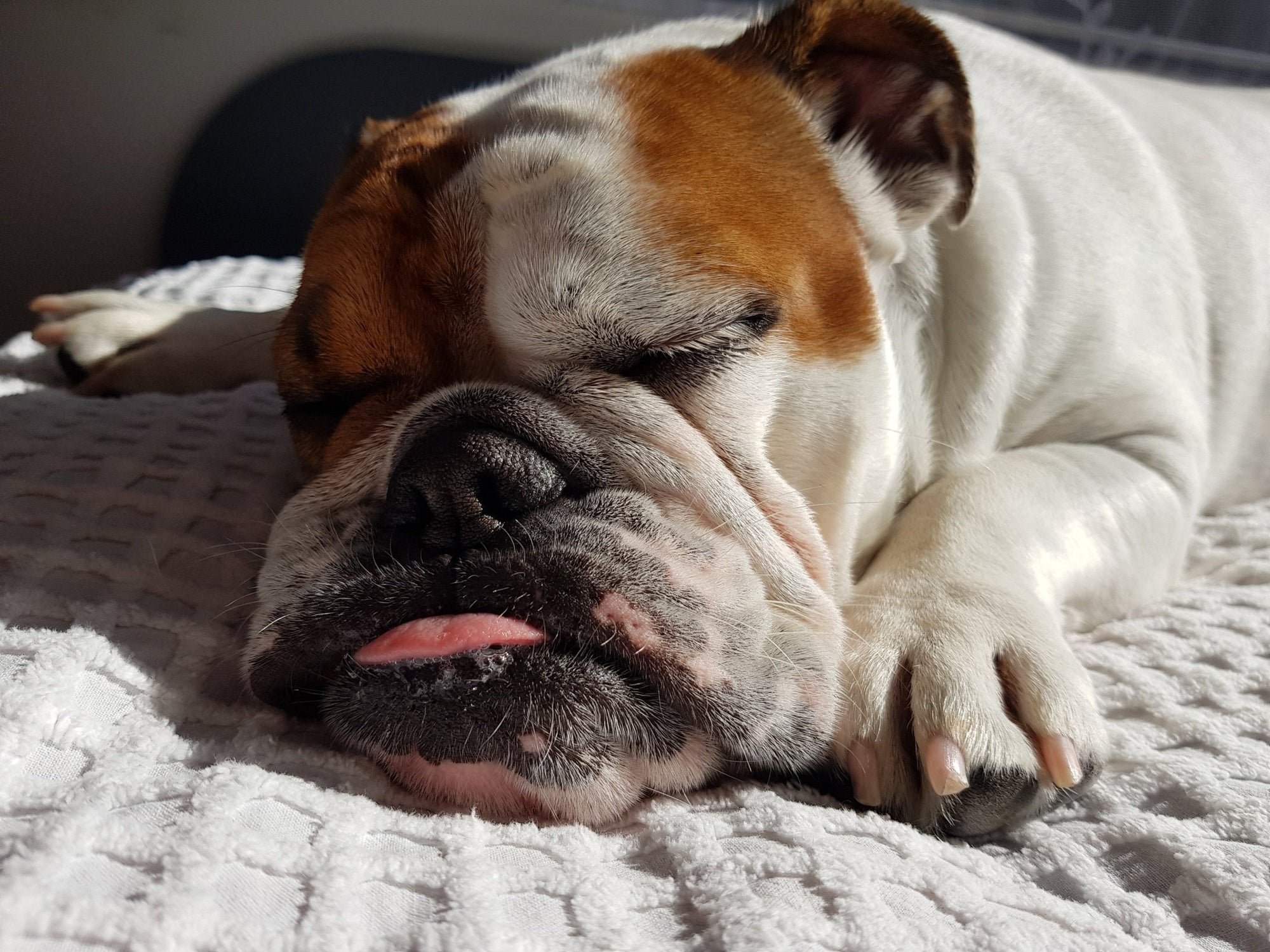 The Perfect Balance: How Many Rawhide Treats Can Your Dog Enjoy Weekly?