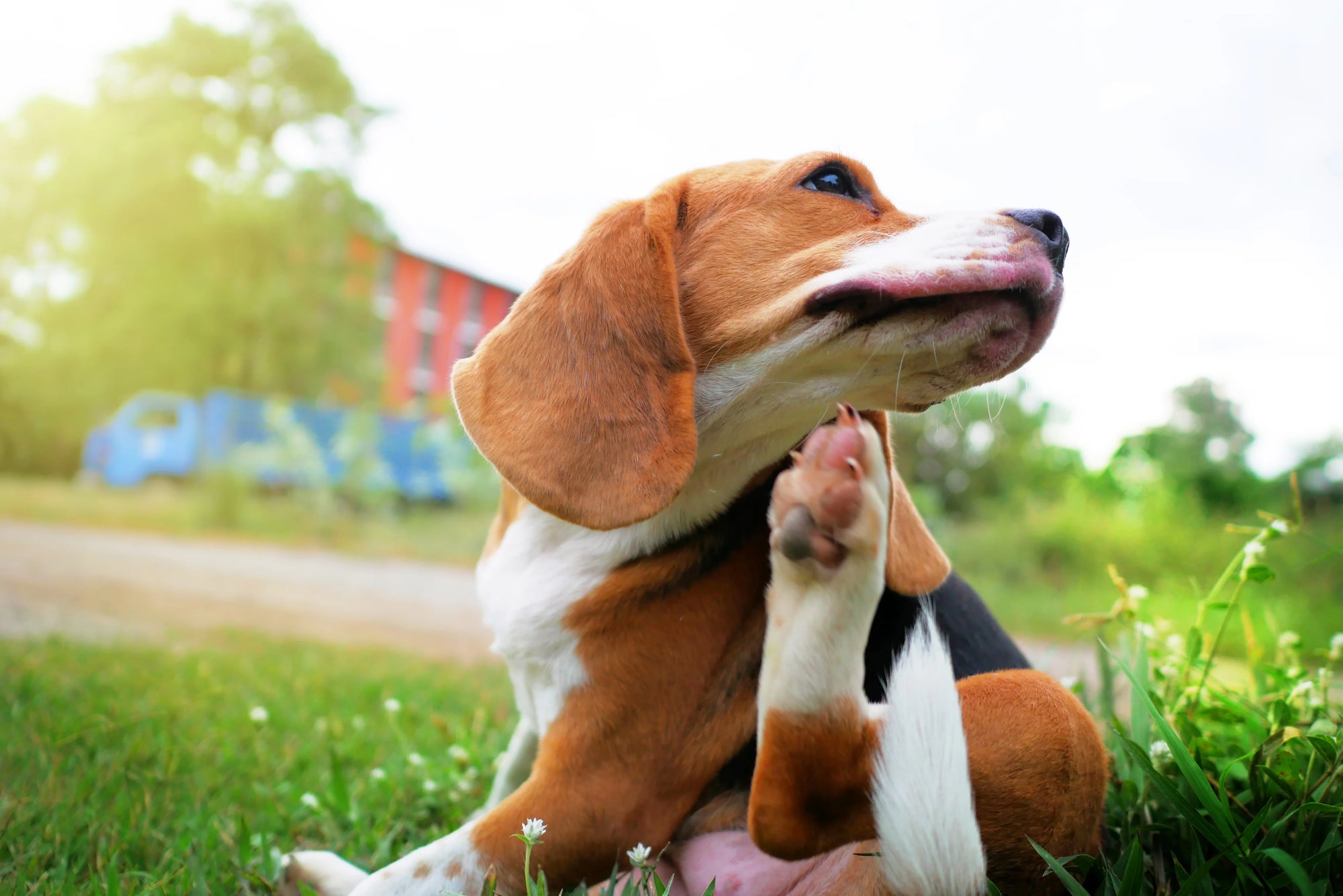 Zyrtec for dogs. Everything you need to know