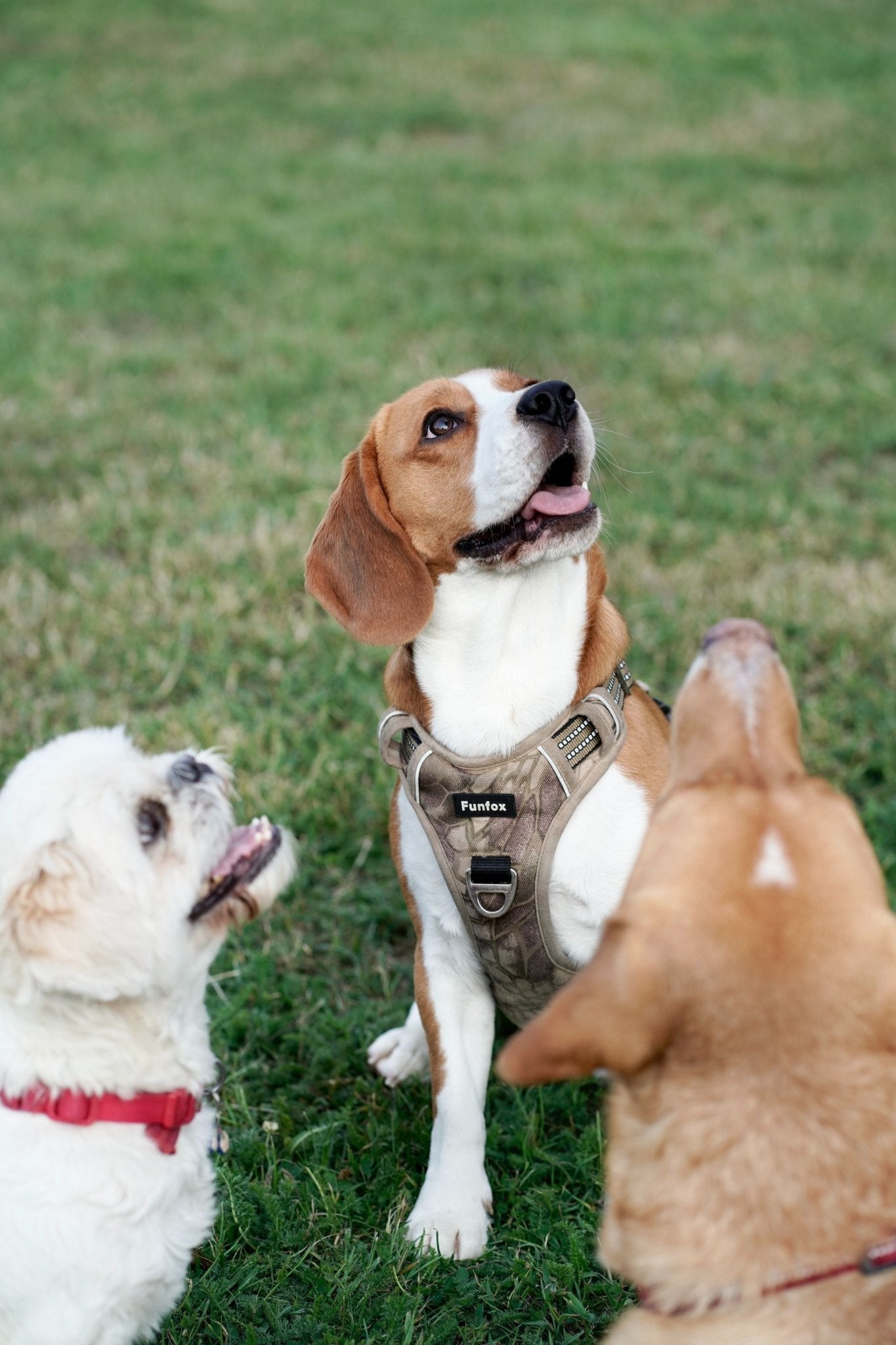 Why is My Dog Licking My Other Dog's Ear?