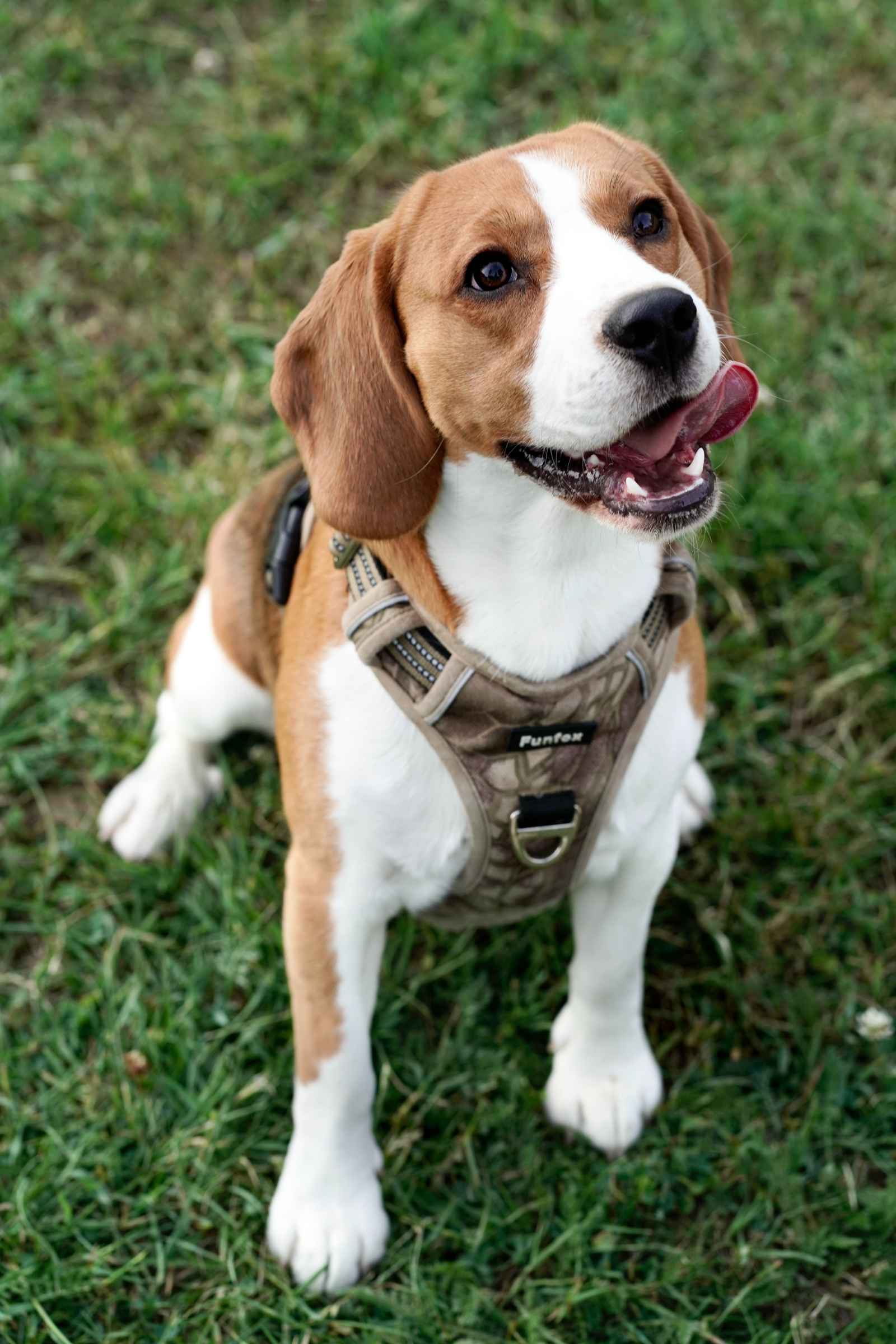 Why is My Female Dog Whining and Carrying a Toy?