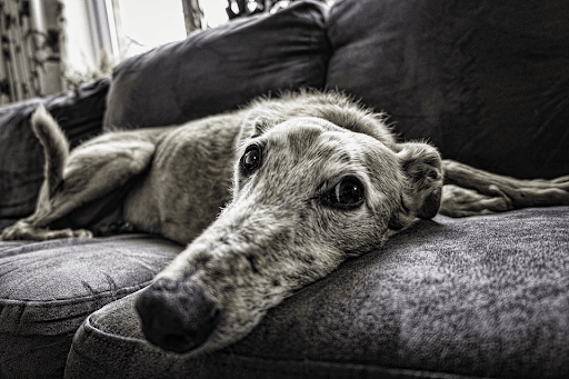 An older dog laying on the couch