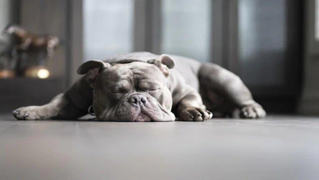 sleeping dog likes cold surfaces