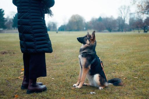 Dog sitting for dog trainer