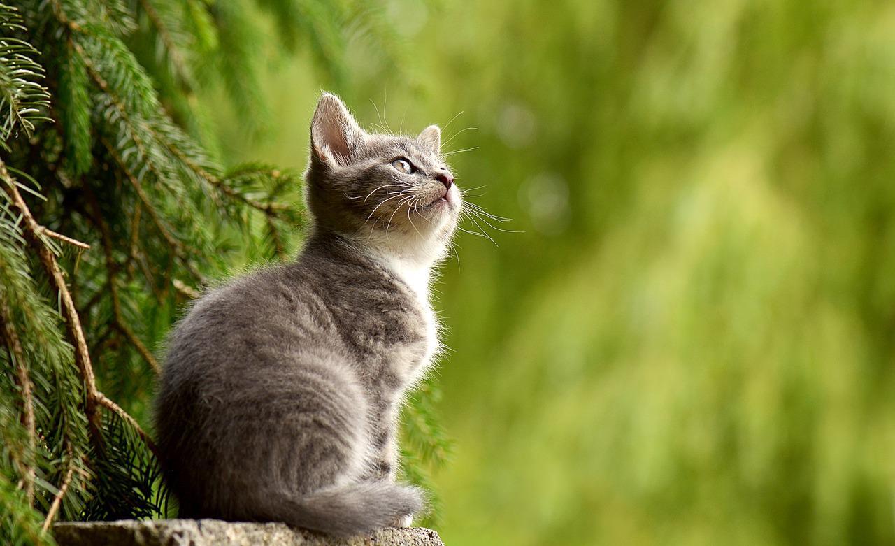 A cat sitting on a rock staring upwards against some trees