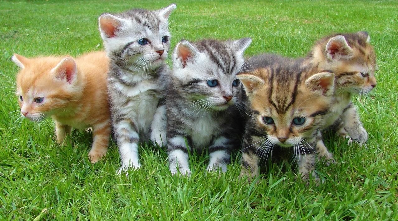 Five tiny kittens together on the grass.