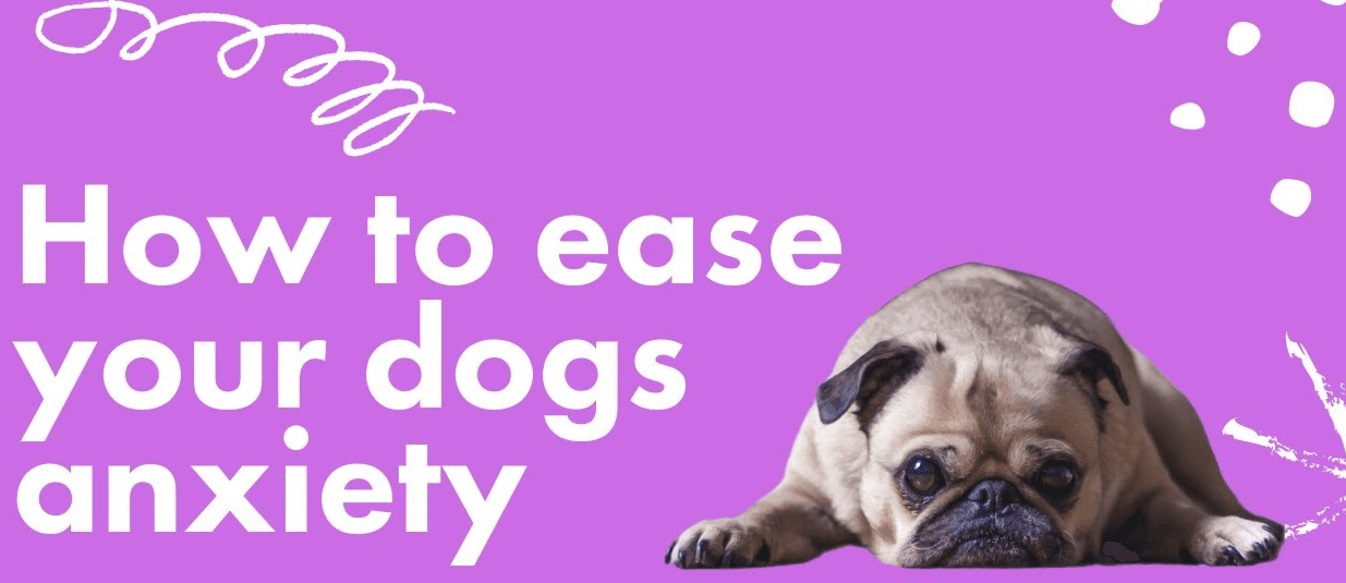 How to ease your dogs anxiety? - Dope Dog 