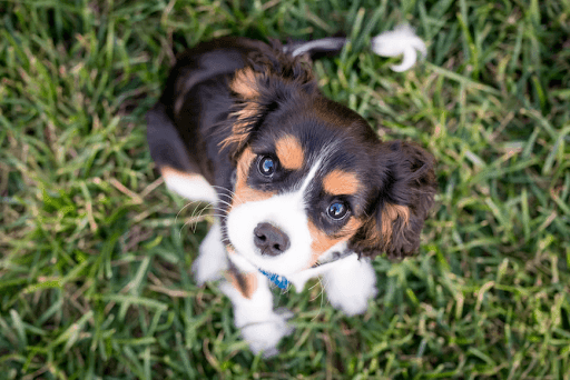Cute puppy staring suspiciously at cameraperson as it plays in grass.
