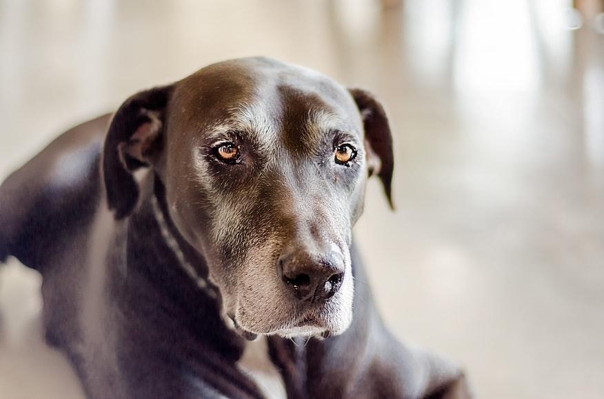 what can i give my older dog for joint pain