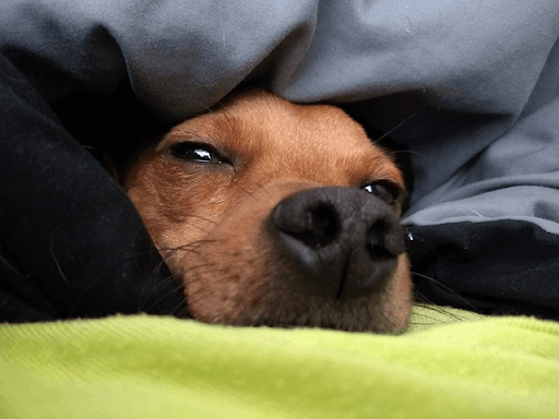 brown dog buried beneath a blue blanket