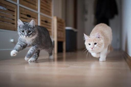 Two cats running through a house.