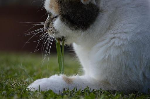 A cat chews on blades of grass