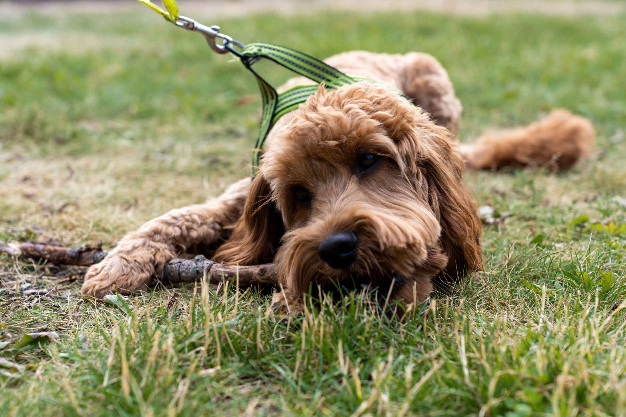 Can dogs hotsell eat canola oil