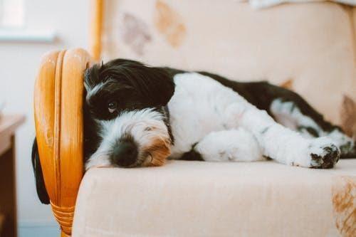  Long-coated White and Black Dog Lying on White Cushion