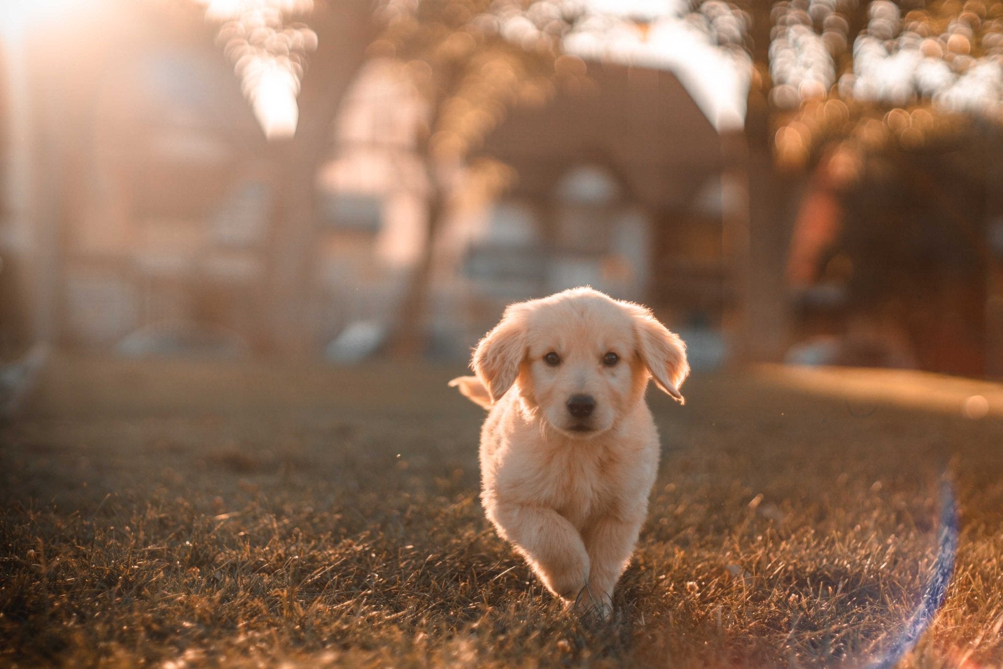 My golden retriever puppy is not eating best sale