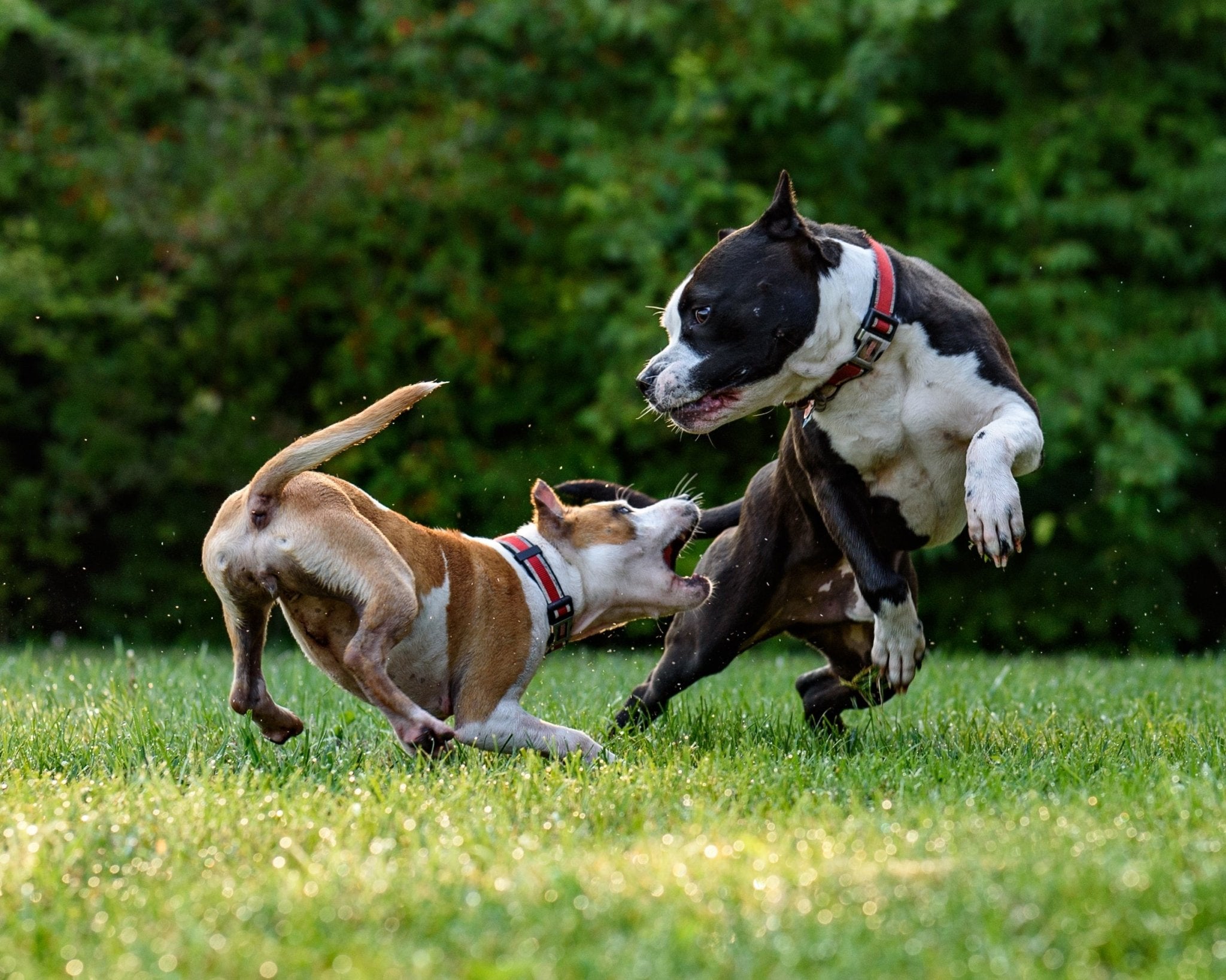 Dog constantly biting sales self