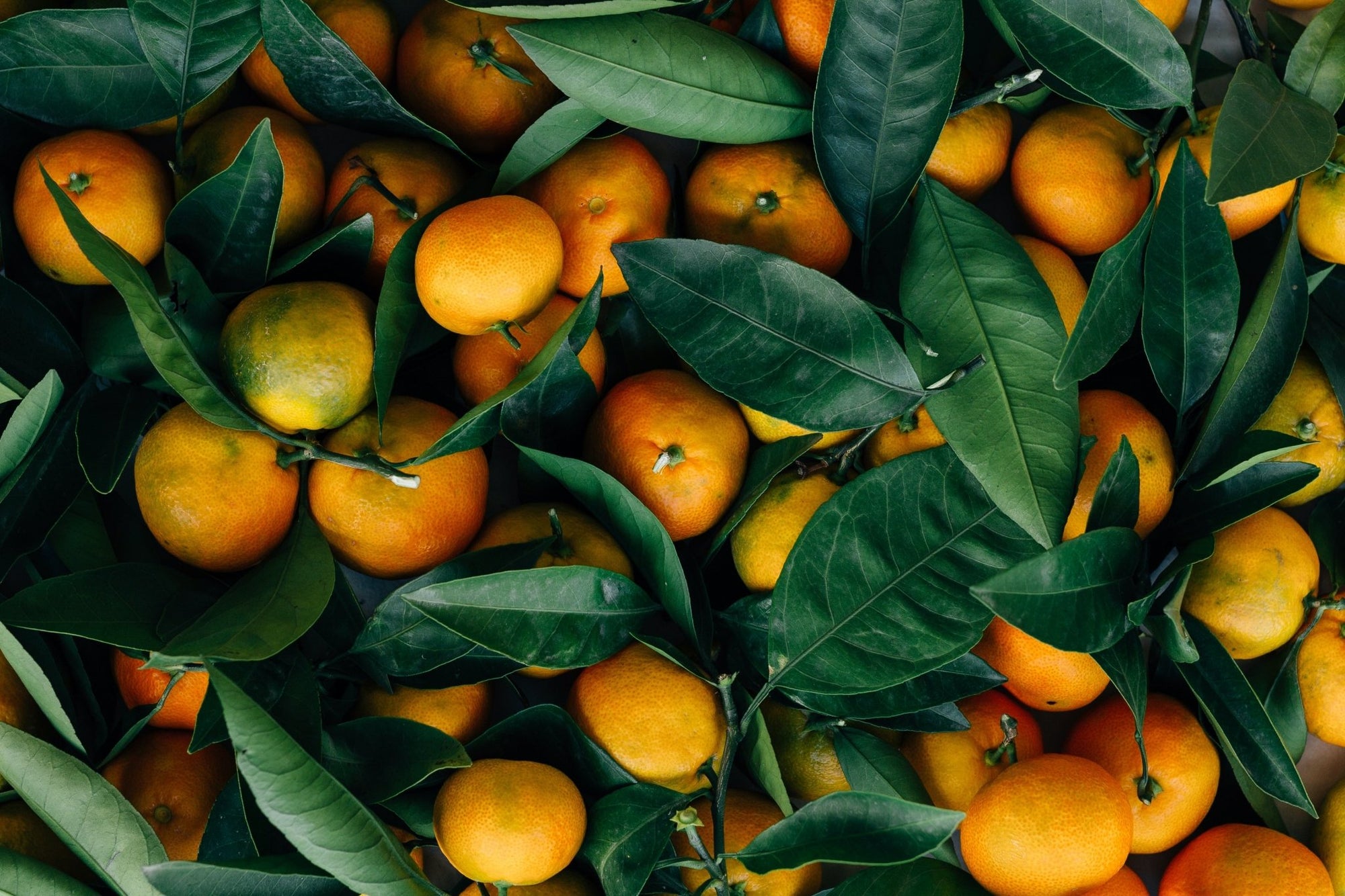 Can Dogs Eat Mandarins? [READ BEFORE YOU FEED!]