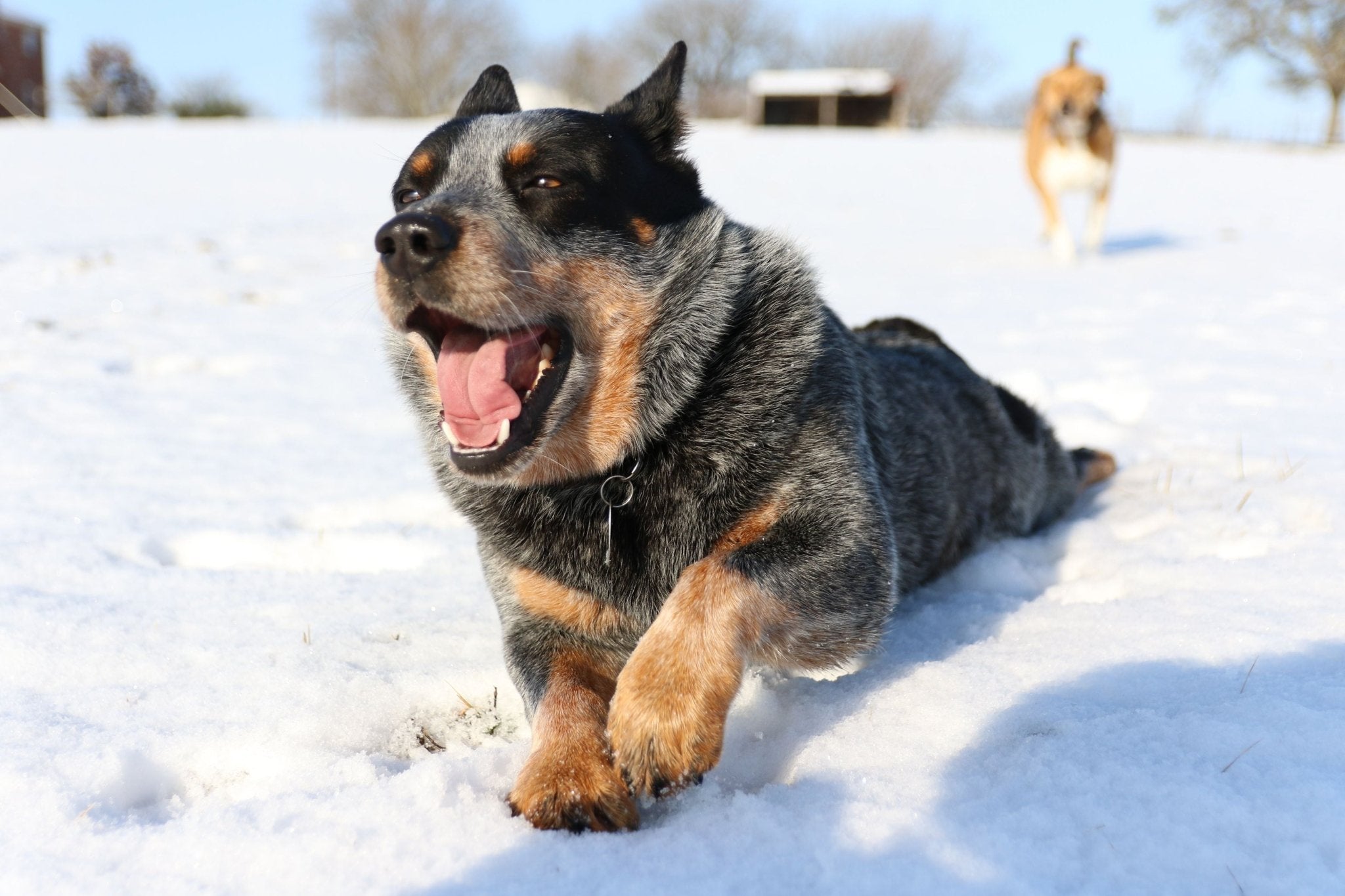 Can Dogs Eat Turkey Bacon? [READ BEFORE YOU FEED!!]