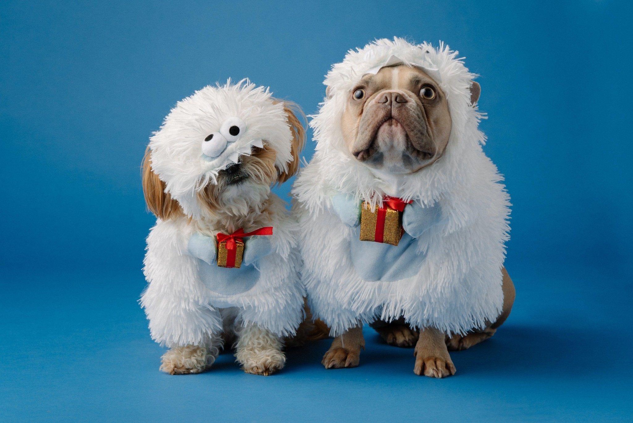 A dog wearing a Halloween costume
