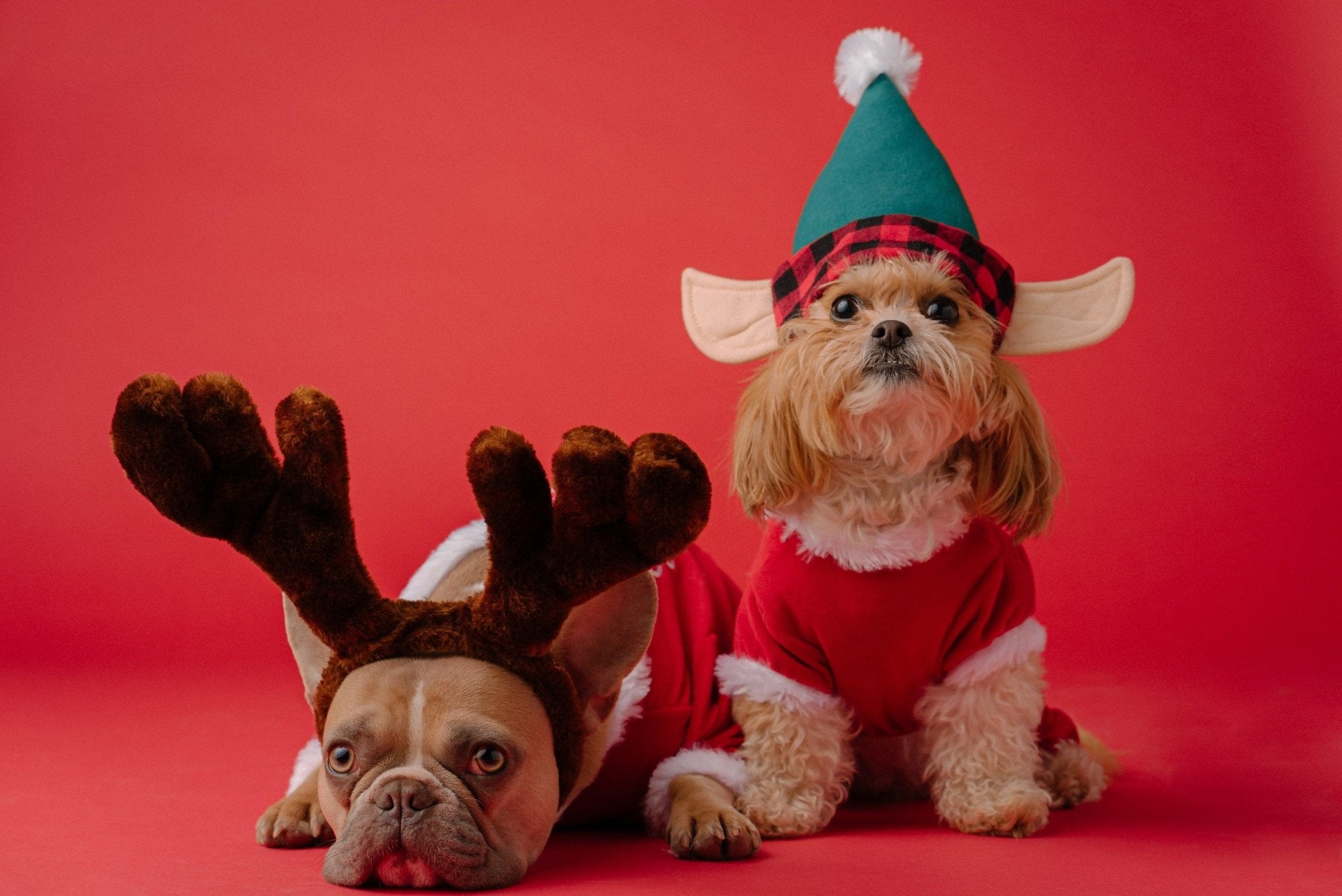 Holiday Movies for Dog Lovers