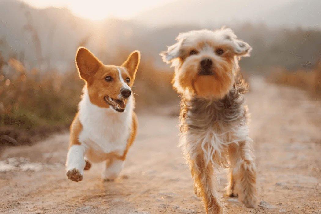 Two dogs running on dirt path