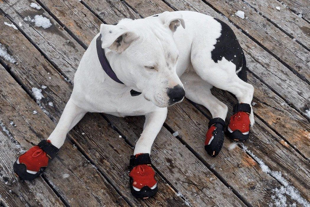 Dog Boots for the Winter and Cold Weather - Dope Dog 