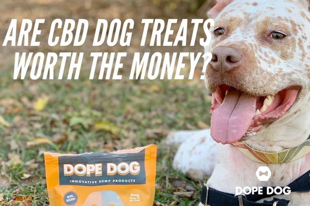 Are CBD Dog Treats Worth the Money?