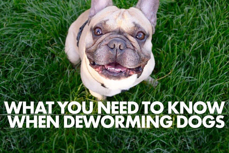 What You Need to Know when Deworming Dogs and Puppies Dope Dog