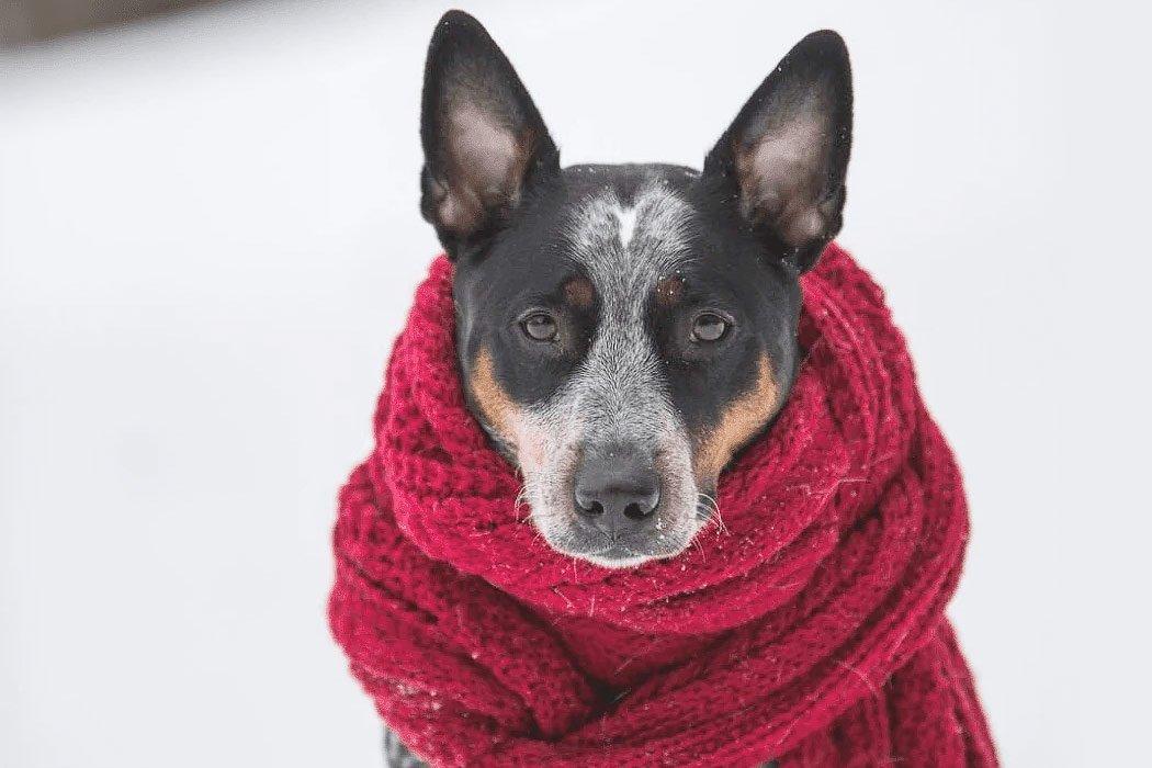 Ways to Keep Your Dog Warm In the Winter - Dope Dog 