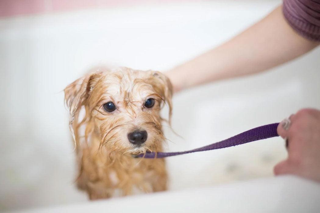 giving your dog a flea bath