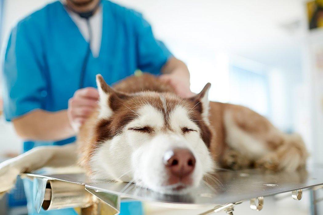 Understanding Dog Liver Disease: Causes, Symptoms, and Treatment - Dope Dog 