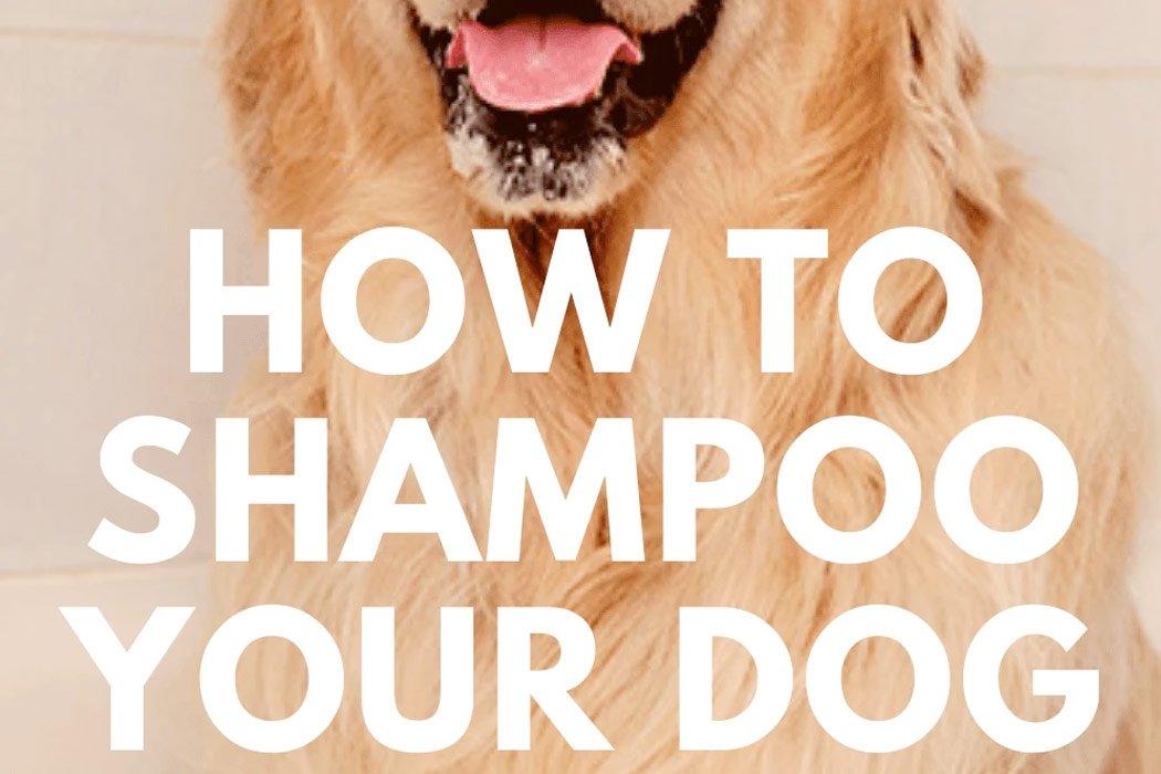 How to Shampoo Your Dog - Dope Dog 