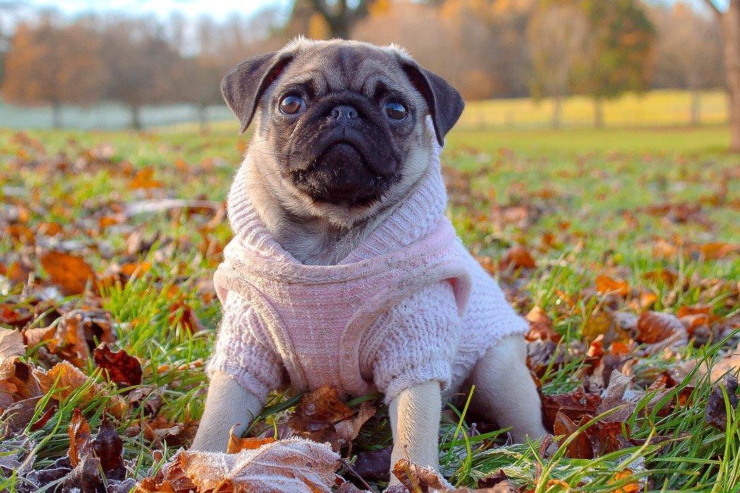 pug at a park
