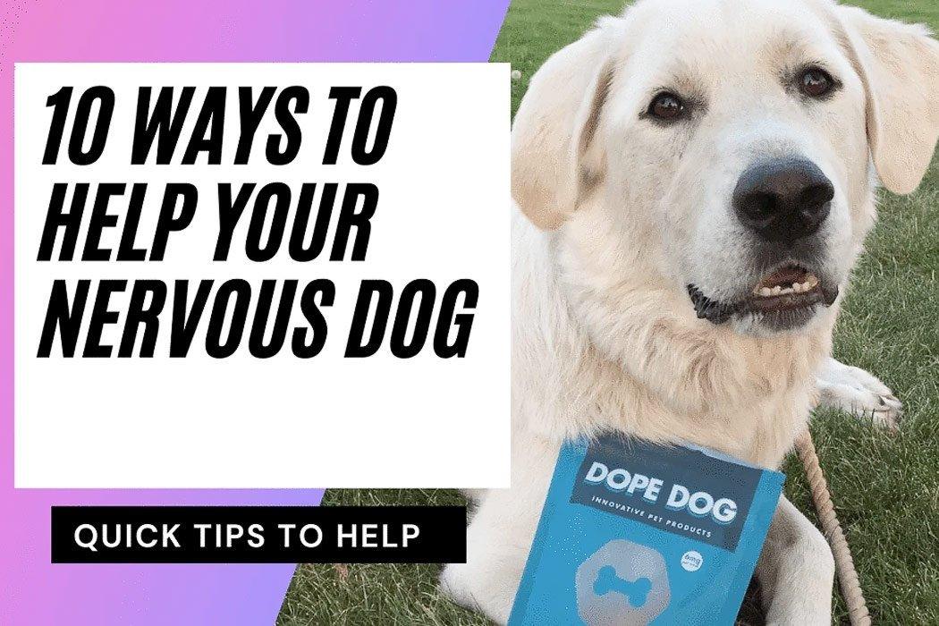 10 Ways to Help Your Nervous Dog - Dope Dog 