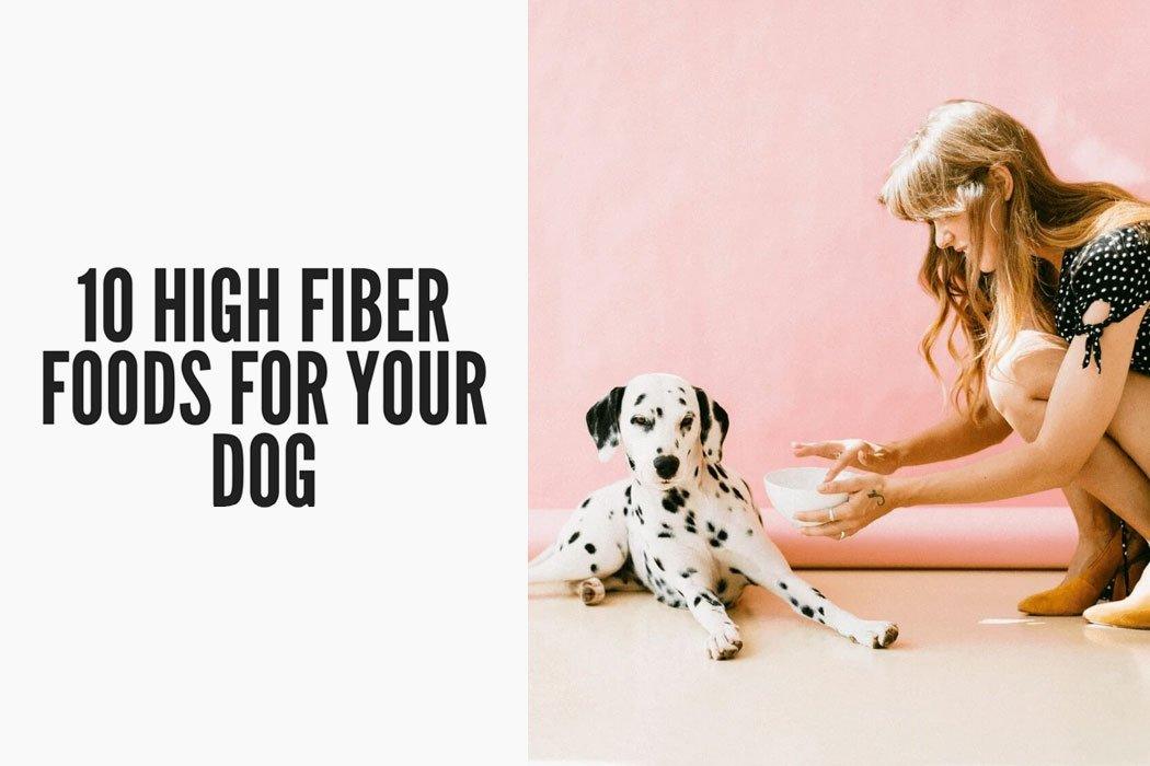 Guide To The High-Fiber Diet Your Dog Will Love - Dope Dog 