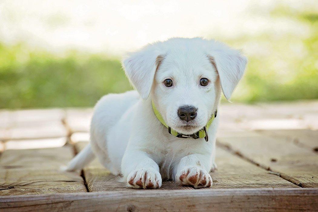 Little white puppy on wood deck