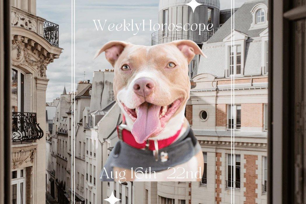 Week Of August 22nd Doggy Horoscopes - Dope Dog 