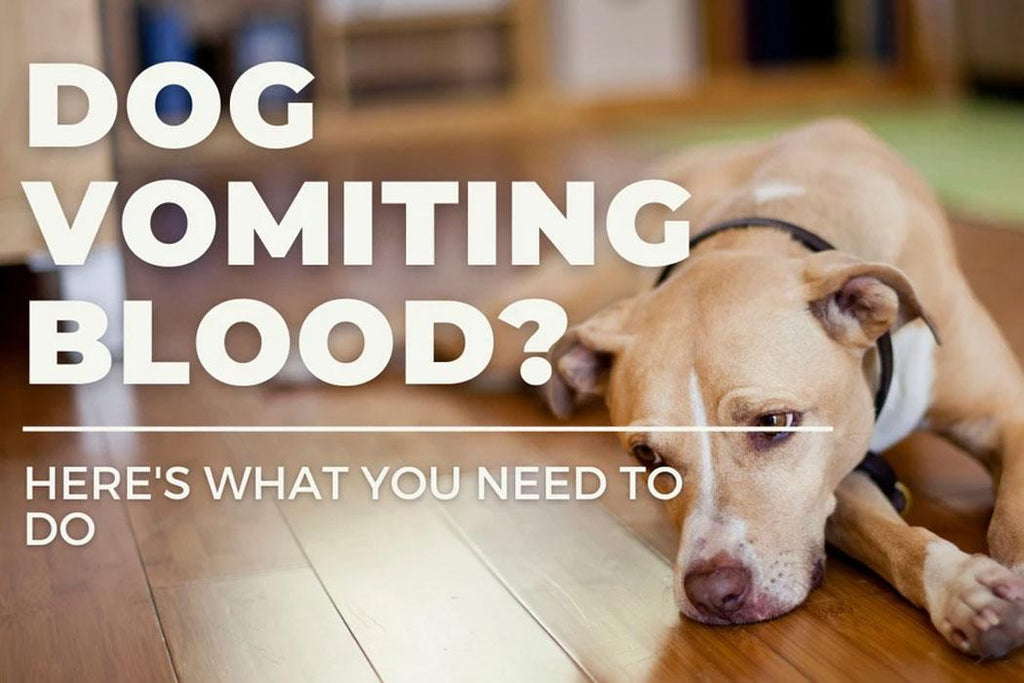 Dog Vomiting Blood? Dope Dog