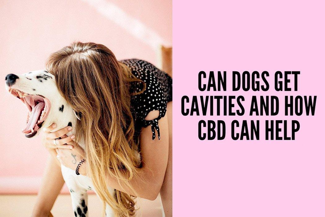 Can Dogs Get Cavities and How CBD Can Help - Dope Dog 