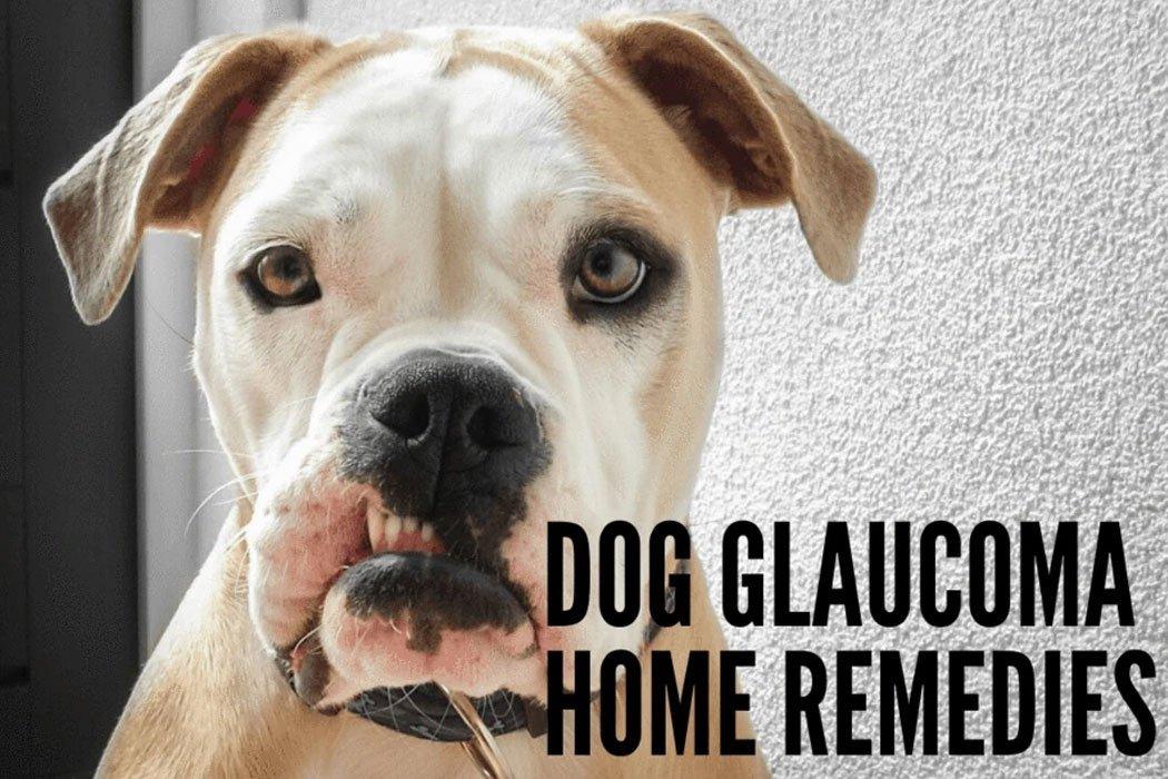 Dog Glaucoma Home Remedies - Dope Dog 